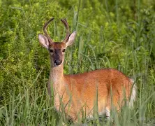 爱游戏在线-雄鹿堡连续获胜，保级前景一片春意